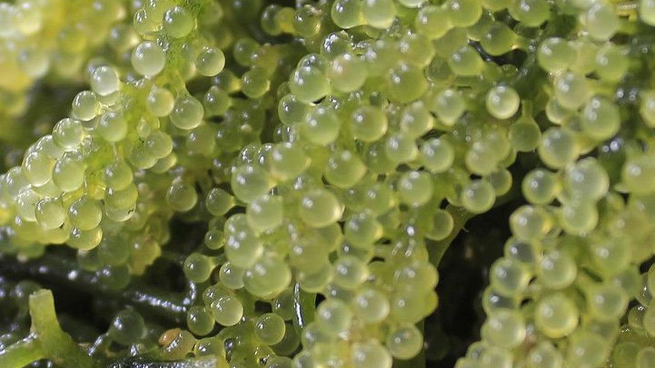 <b>2. Jenis-Jenis Rumput Laut yang Aman Dikonsumsi</b>