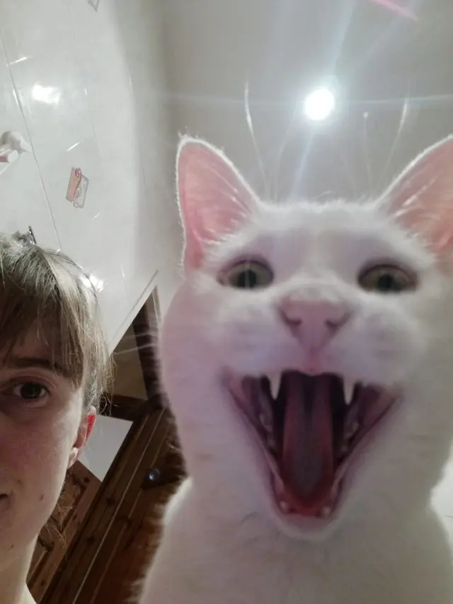 Potret Lucu Kucing Saat Tersenyum Ini Bikin Ketawa Sendiri