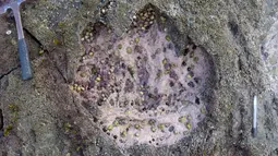 Foto yang dirilis Senin (2/4) menunjukkan jejak kaki langka dinosaurus sauropoda di Isle of Skye, Skotlandia. Penemuan itu diharapkan ke depan dapat membantu memahami tentang bagaimana dinosaurus berevolusi. (HANDOUT/THE UNIVERSITY OF EDINBURGH/AFP)