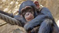 Ilustrasi simpanse (pixabay.com)