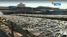 Hampir sebulan harga garam terus melonjak tinggi perajin ikan asin merugi.