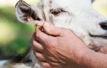 Ahli Gizi Ungkap Bahwa Daging Kambing Bisa Langsung Sebabkan Hipertensi Hanya Mitos