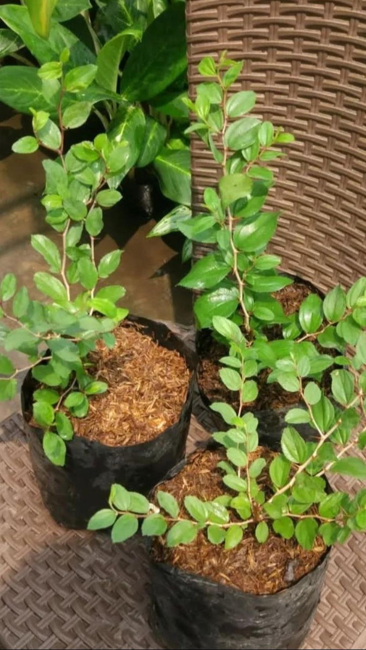 <b>Manfaat Daun Bidara</b>