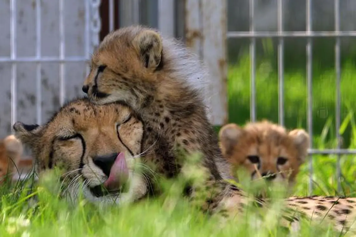 Bayi cheetah berinteraksi dengan induknya, Savannah, di Kebun Binatang Praha, Republik Ceko, Kamis (3/8).