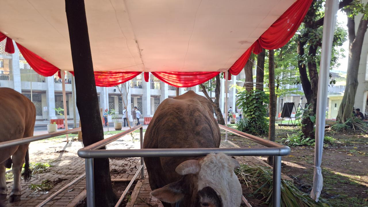 Prabowo Kurban Sapi Seberat 1,3 Ton di Masjid Istiqlal, Gibran Kurban Sapi Seberat 1,2 Ton