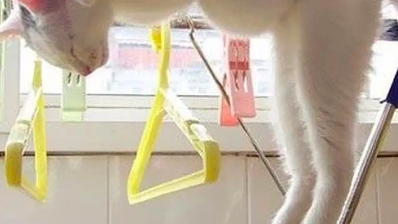 7 Foto-Foto Kucing Super Kocak, Banyak Gaya tapi Bikin Gemas