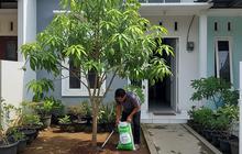 Cara Menanam Mangga dari Biji agar Bibit Tumbuh Tegak, Panduan Berkebun di Rumah