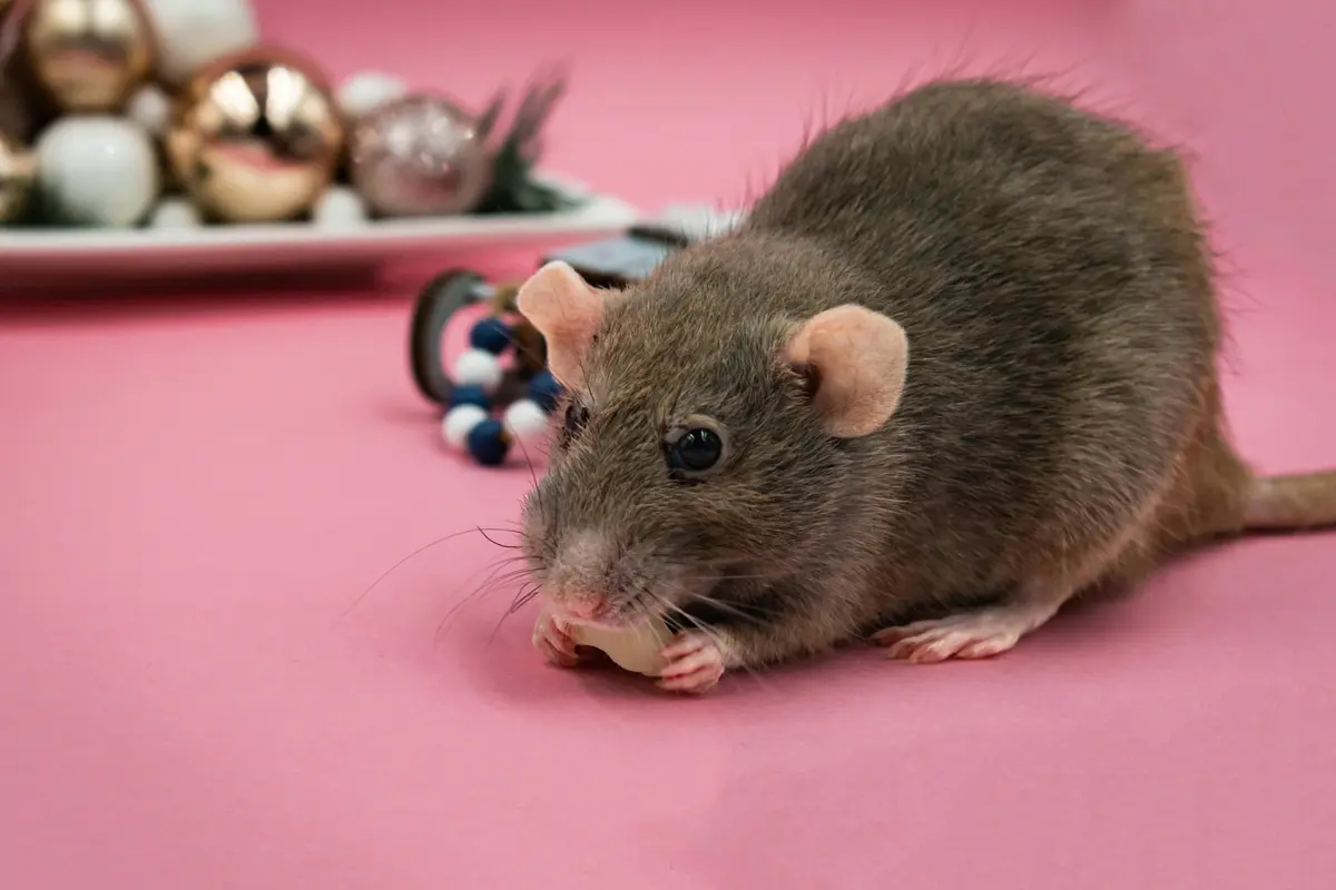 Cara Mengusir Tikus