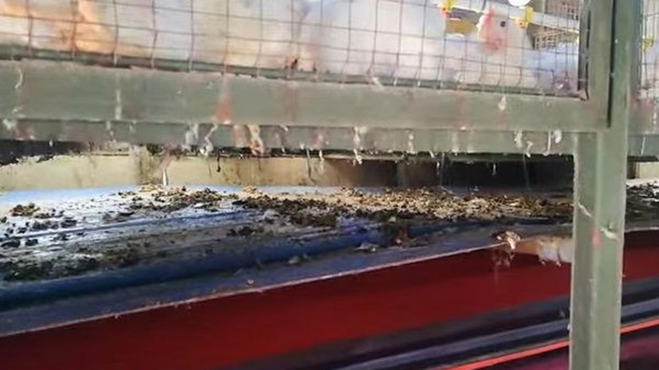 Di setiap kandang ayam juga dilengkapi dengan teknologi conveyor yang bisa membuat kotoran ayam dibersihkan secara otomatis.
