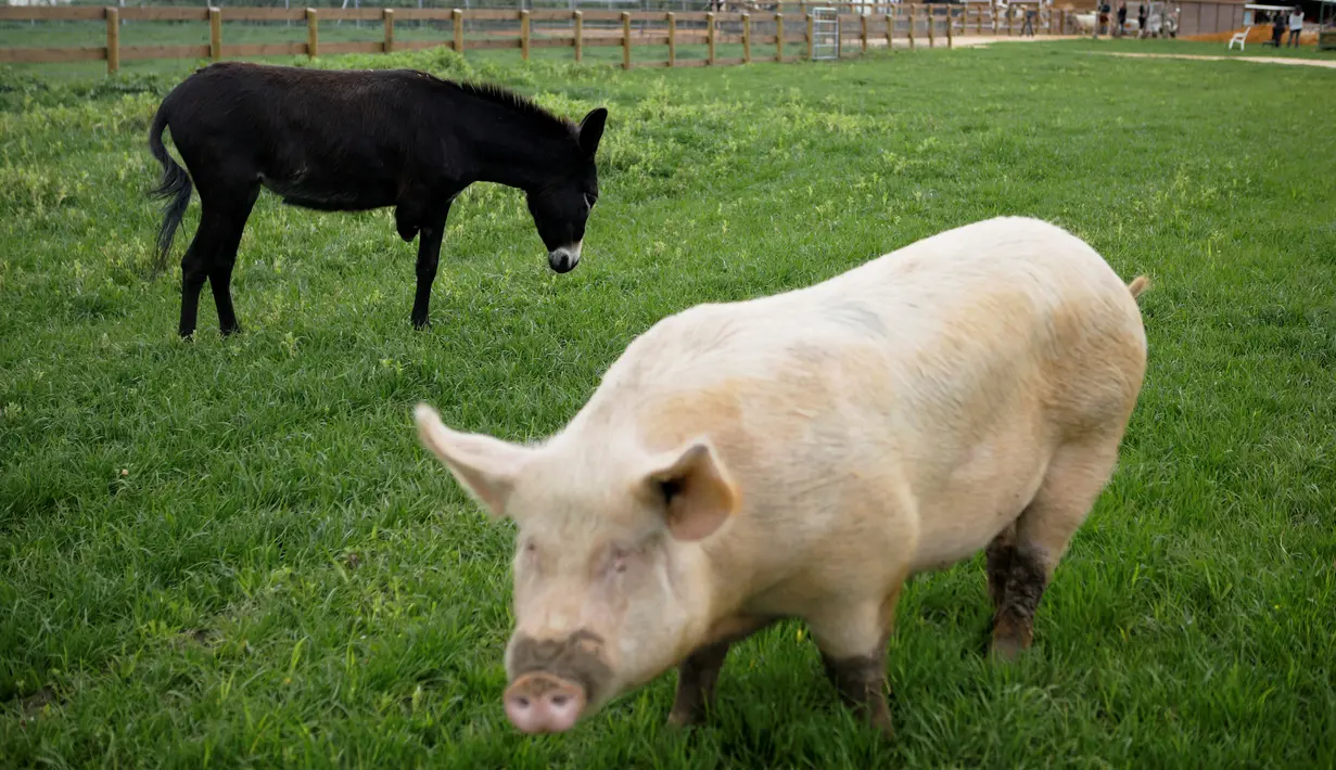 Seekor babi buta dan keledai berkaki tiga mencari rumput di Freedom Farm, Moshav Olesh, Israel, 7 Maret 2019. Freedom Farm merawat babi buta hingga sapi dengan kaki palsu. (REUTERS/Nir Elias)