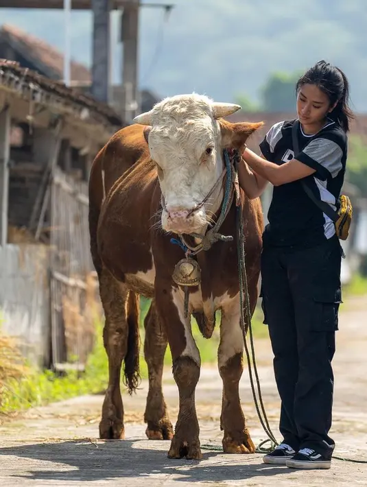 <p>Chef Renatta Moeloek terlihat berpose dengan sapi coklat yang ukurannya cukup besar. Seakan seperti mengembala sapi, Chef Renatta juga terlihat mengelus-ngelus sapi itu agar tetap jinak.(Instagram/renattamoeloek)</p>