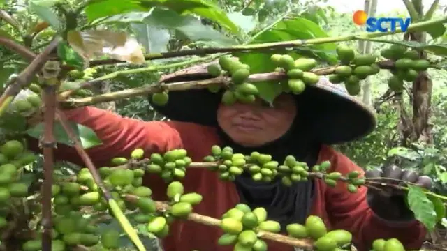 Petani Cianjur Hasilkan Biji Kopi Beraroma Jeruk 