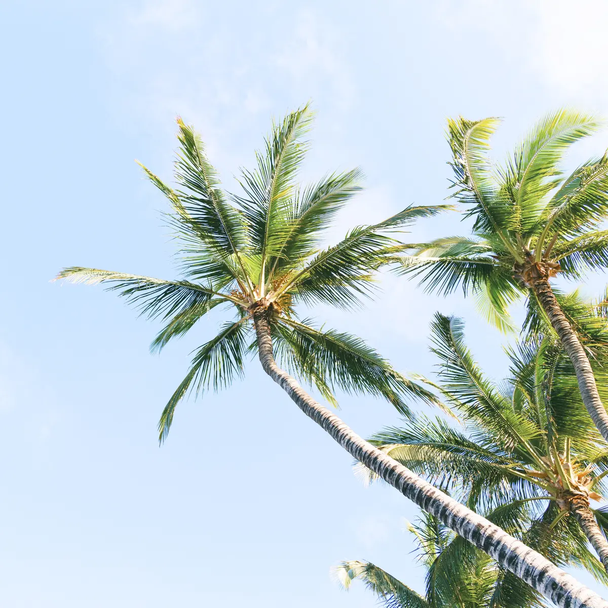 Arti Mimpi Pohon Kelapa, Melambangkan Kemakmuran dan Kekayaan