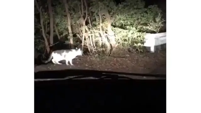 Kucing Baik Hati Ini Viral di Jepang karena Bantu Manusia yang Tersesat