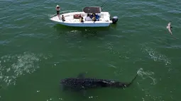 Pemandangan udara hiu paus (Rhincodon Typu) berenang dekat perahu pengunjung di Laut Cortez di Bahia de los Angeles, negara bagian Baja California, Meksiko pada 17 Juli 2021. Pengunjung dapat menikmati berenang bersama hiu paus, ikan terbesar di dunia, di Bahia de Los Angeles. (Guillermo Arias/AFP)