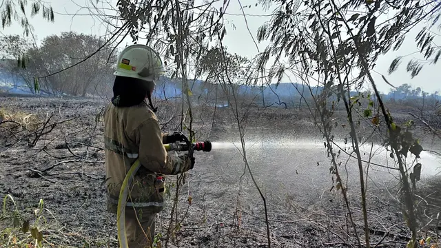 Diduga sengajar, 30 Hektare Alang-alang di terbakar Cilincing Terbakar