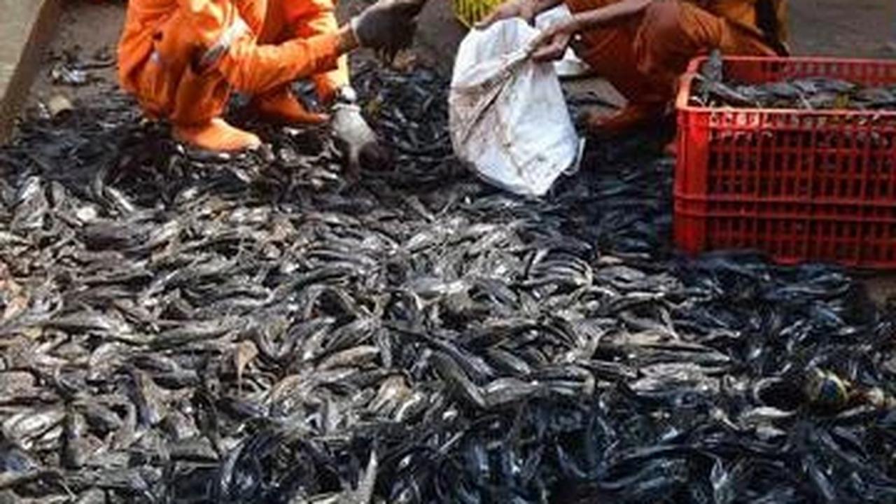 Operasi Ikan Sapu-Sapu di Setu Babakan, Total 3 Ton Ikan Terjaring dalam Tiga Jam