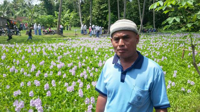 Asal Mula Hamparan Eceng  Gondok  Jadi Magnet Selfie di 