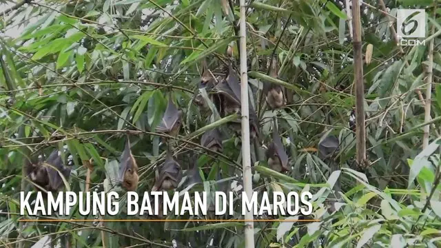 VIDEO: Ribuan Kelelawar Huni Sebuah Desa di Maros