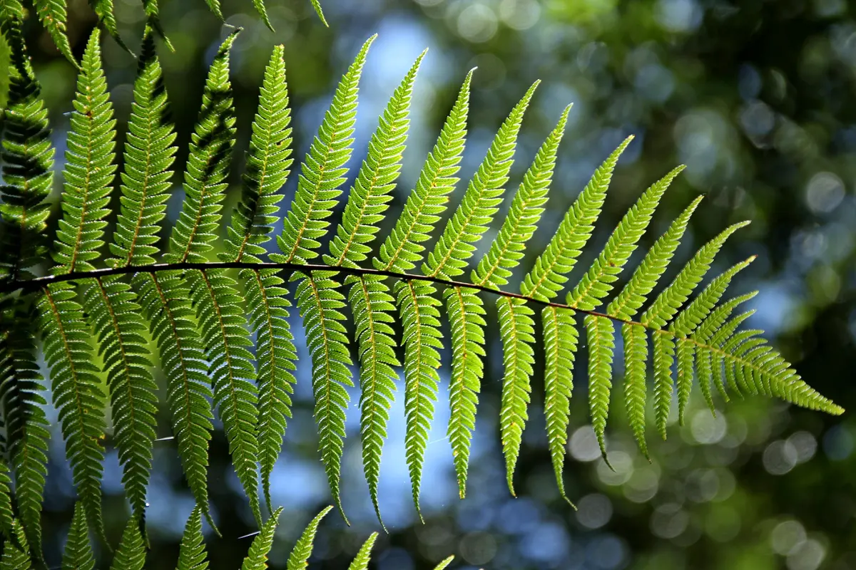 Daun Saga