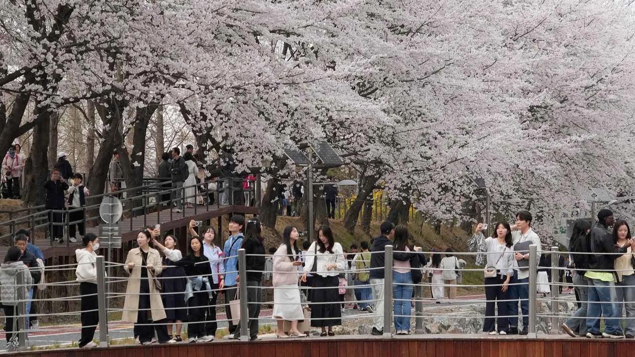 FOTO: Mekarnya Bunga Sakura Warnai Musim Semi di Seoul