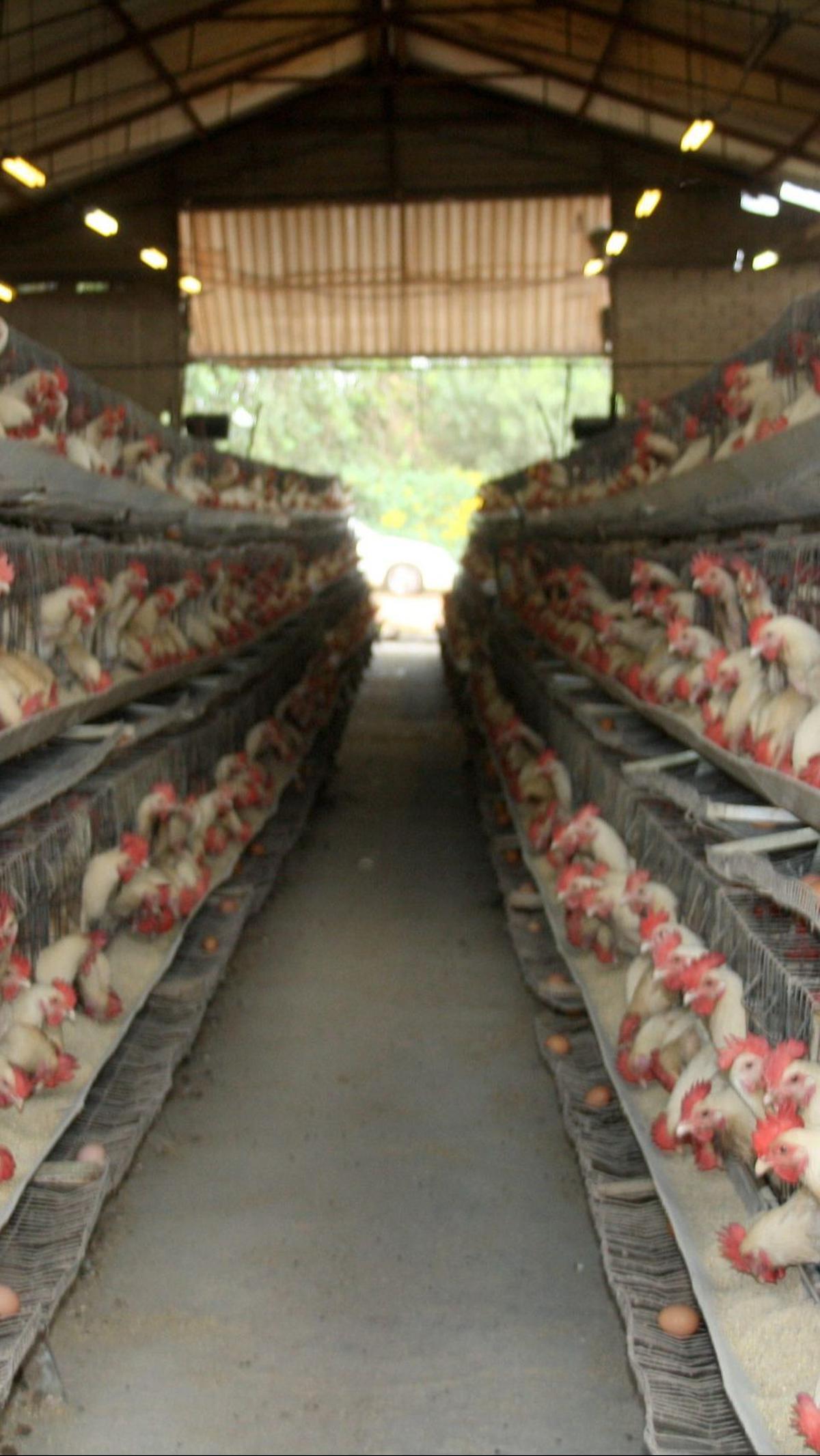 8. Ternak Ayam<br>