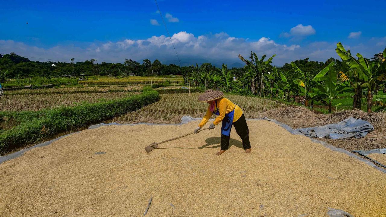 FOTO: Serapan Gabah Bulog Meningkat Perkuat Ketahanan Pangan Nasional
