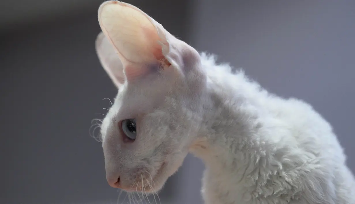 Seekor kucing Cornish-rex menunggu penilaian, selama International Cat Show di Sochi, Rusia, Sabtu (29/1/2022). Sekitar seratus kucing berkompetisi dalam kompetisi internasional yang diadakan di resor Laut Hitam Sochi. (AP Photo/Ekaterina Lyzlova)