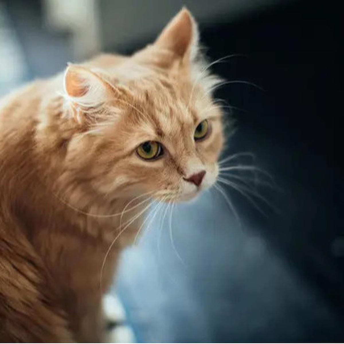 7 Cara Mengusir Kucing yang Suka Pipis Sembarangan, Mudah Tanpa Menyakitinya