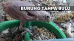 Rhea, burung yang tak memiliki bulu jadi sorotan masyarakat dunia karena keunikan dan tingkah lakunya.