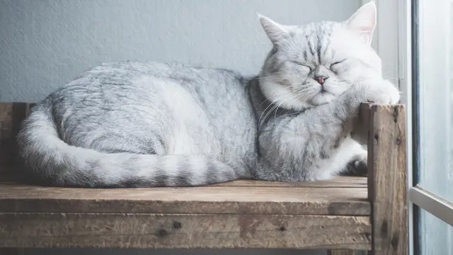 Kucing Mendadak Malas Main, 5 Hal Ini Bisa Jadi Penyebabnya