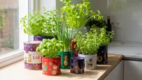 8 Inspirasi Kebun Herbal Minimalis dengan Lahan Terbatas, Penuh Manfaat dan Kesegaran