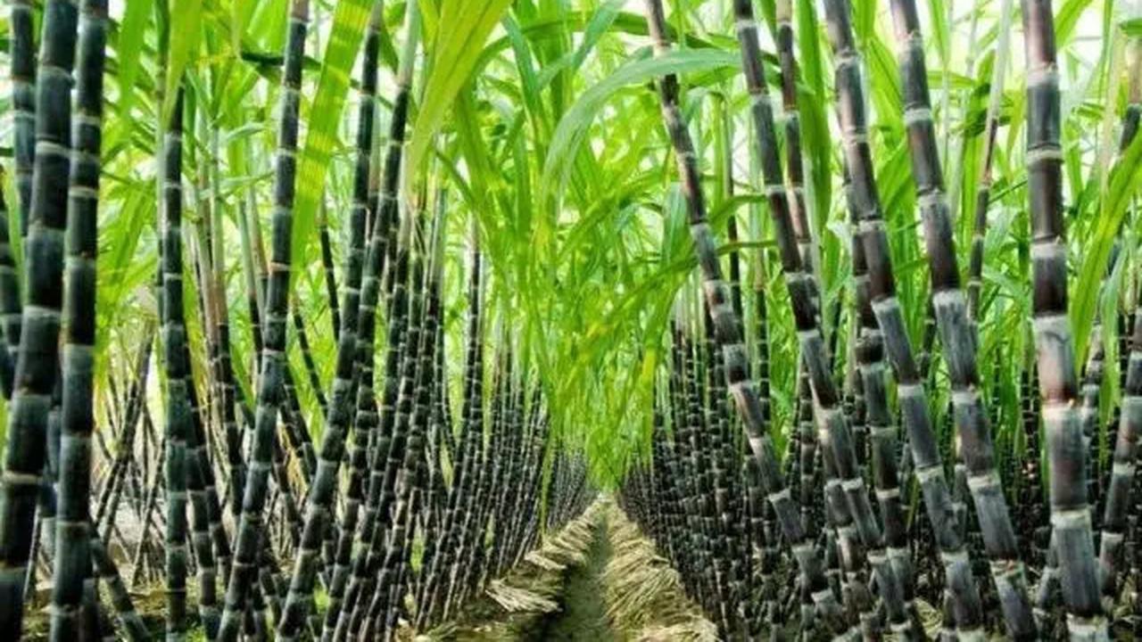 Capai Swasembada Gula, BUMN Perkebunan Harus Berdayakan Petani Tebu