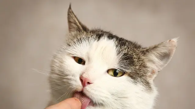 Kucing Berliur