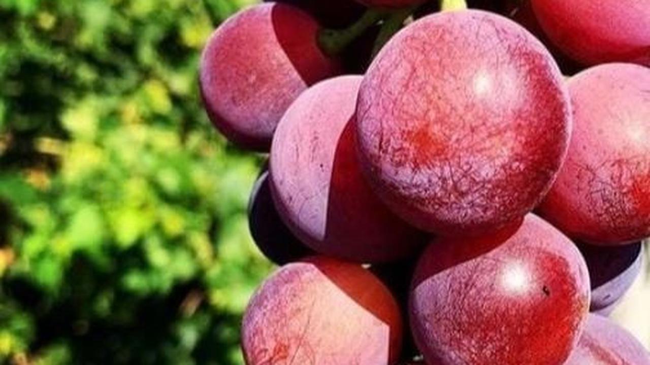 Cara Menghilangkan Lapisan Lilin pada Buah Anggur