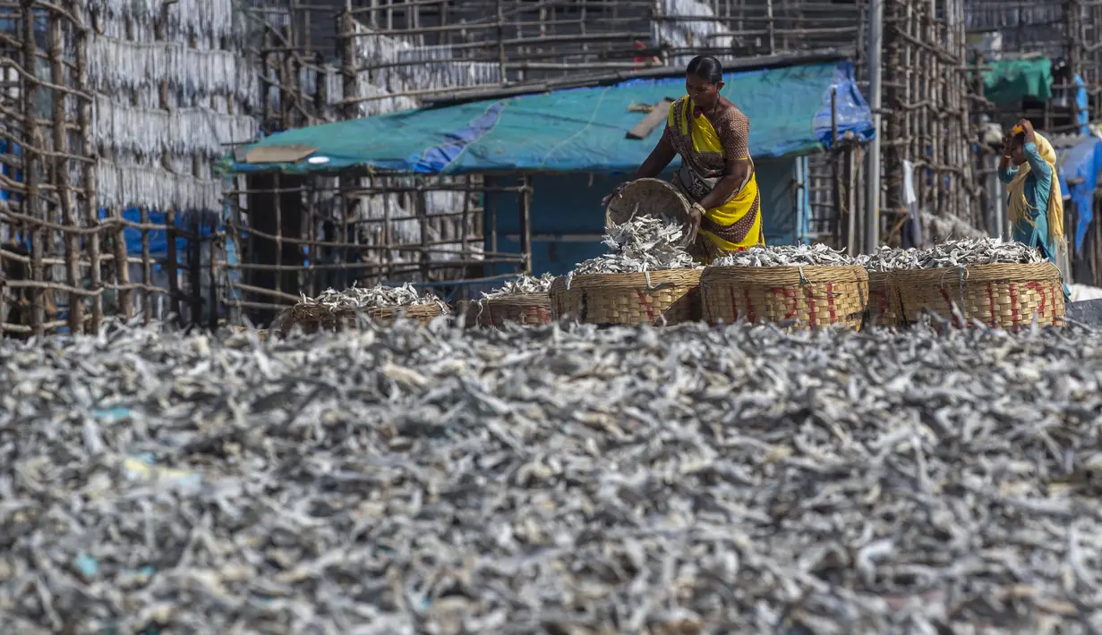 Seorang nelayan wanita memilah ikan yang dikeringkan dengan sinar matahari di sebuah koloni nelayan di Mumbai, India, Rabu (29/12/2021). (AP Photo/Rafiq Maqbool)