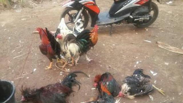 Perjuangan berat Tim Resmob Polsek Panakukang saat menggerebek judi sabung ayam di Makassar (Liputan6.com/ Eka Hakim)