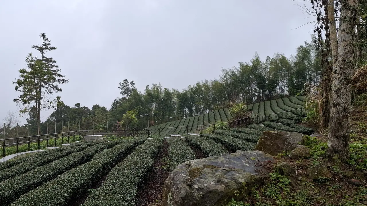 Laporan Liputan6.com dari Taiwan: Menyesap Aroma Teh Oolong di Alishan