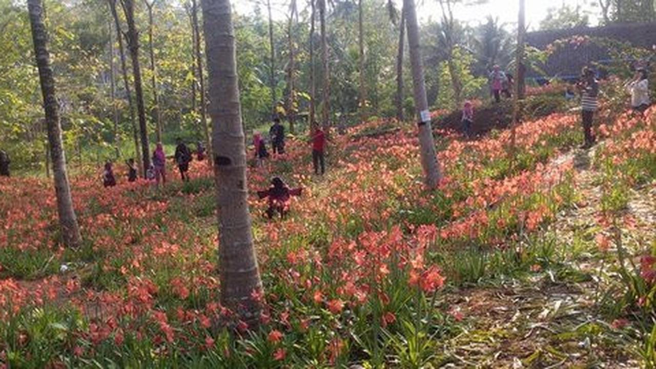 Salah satu perusak taman bunga amaryllis ini minta maaf di Instagram