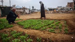 Meningkatnya beragam krisis termasuk risiko kelaparan mendorong para pengungsi memanfaatkan lahan tersisa di kamp pengungsian Bureij di Jalur Gaza tengah, salah satunya untuk pertanian. (Eyad BABA/AFP)
