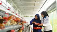 Bantu Ekonomi dan Pangan, PNM Bagikan 240 Ekor Ayam Petelur