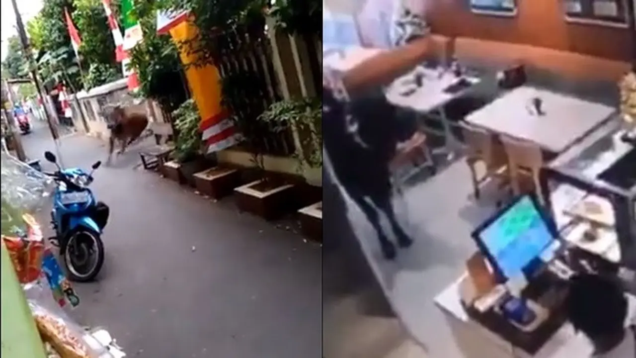 3 Momen Hewan Kurban Lepas, Ada yang Masuk Kafe