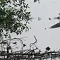 Burung residen Cangak Abu (Ardea cinerea) terlihat di kawasan Hutan Lindung Angke Kapuk, Jakarta, Sabtu (11/5/2019). Komunitas anak muda Yayasan KEHATI Biodiversity Warriors bersama Accenture melakukan pengamatan burung air di Hutan Lindung Angke Kapuk Liputan6.com/Herman Zakharia)