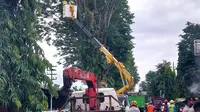 Proses pemangkasan pohon di sejumlah ruas jalan protokol di Kabupaten Jember untuk antisipasi cuaca ekstrem (Istimewa)