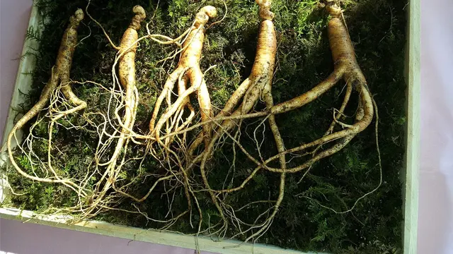 Ilustrasi gingseng