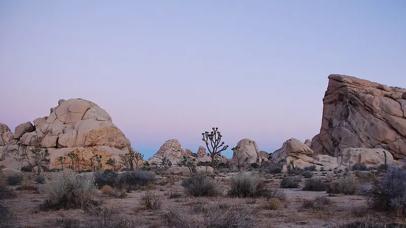 Taman Nasional Joshua Tree, California (Jarek Tuszyński / Wikimedia)