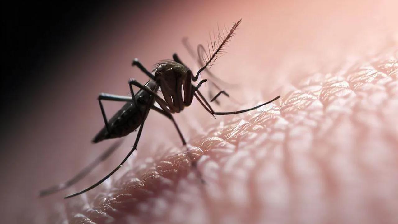 Uut menambahkan, wolbachia secara alami terdapat pada lebih dari 50 persen serangga.&nbsp;<br>