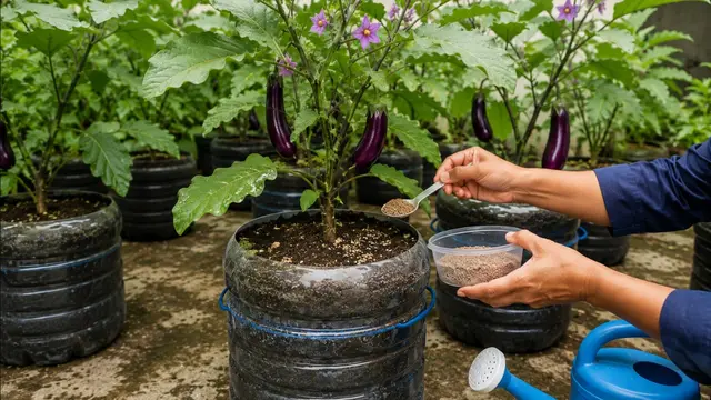 Pemupukan Berkala untuk Terong