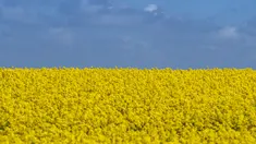 Ladang bunga canola berwarna kuning keemasan yang mekar dan langit biru di Lellinge dekat Koege, Denmark timur, pada 15 Mei 2022. Lanskap tersebut terlihat menyerupai warna bendera nasional Ukraina yang berwarna biru dan kuning. (Mads Claus Rasmussen / Ritzau Scanpix / AFP)