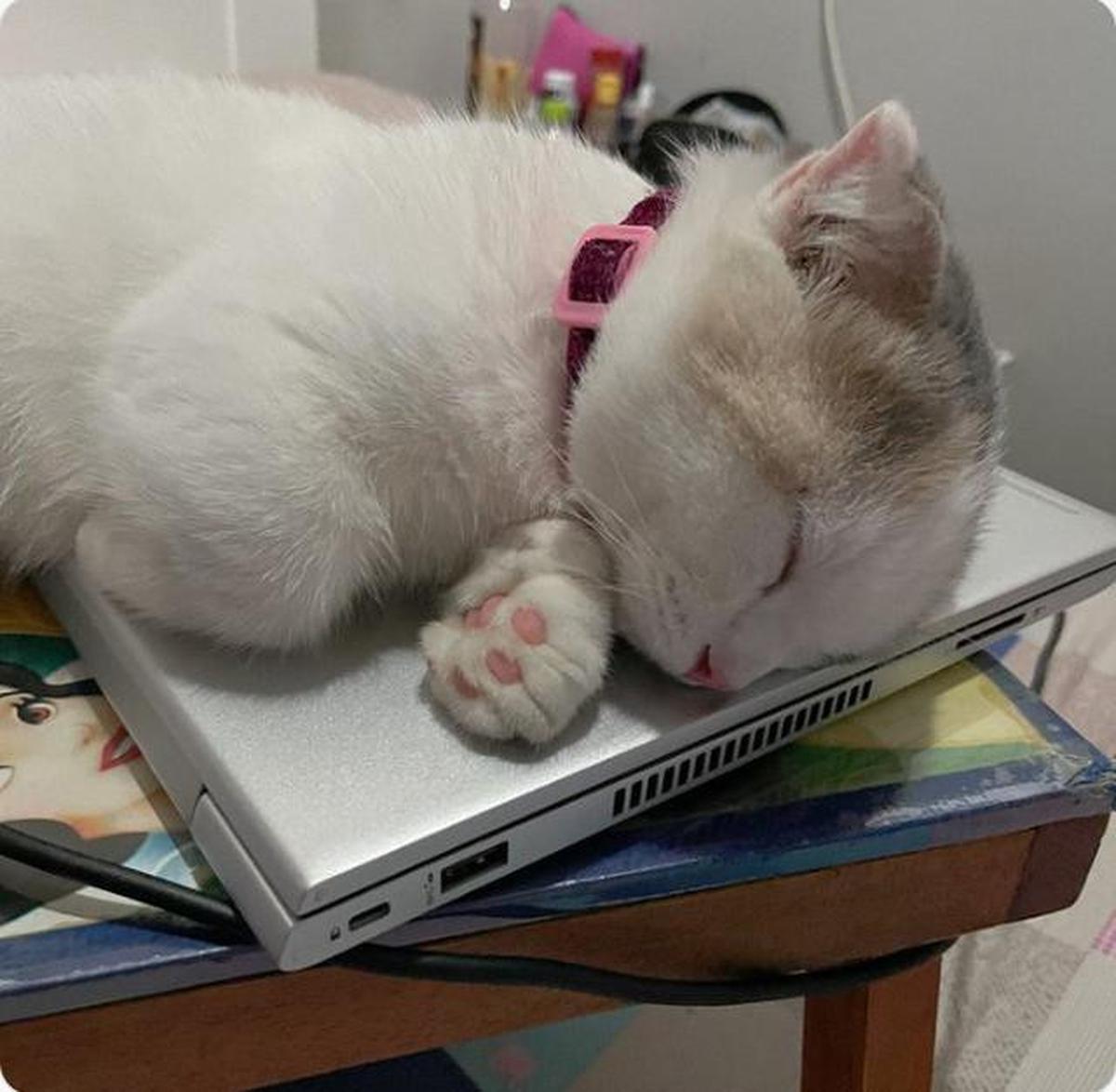 Mengapa Kucing Suka Duduk di Laptop? Ini Penjelasannya
